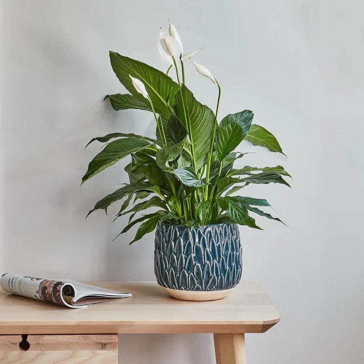 Arles Leaf Embossed Teal Planter H17Cm W18Cm
