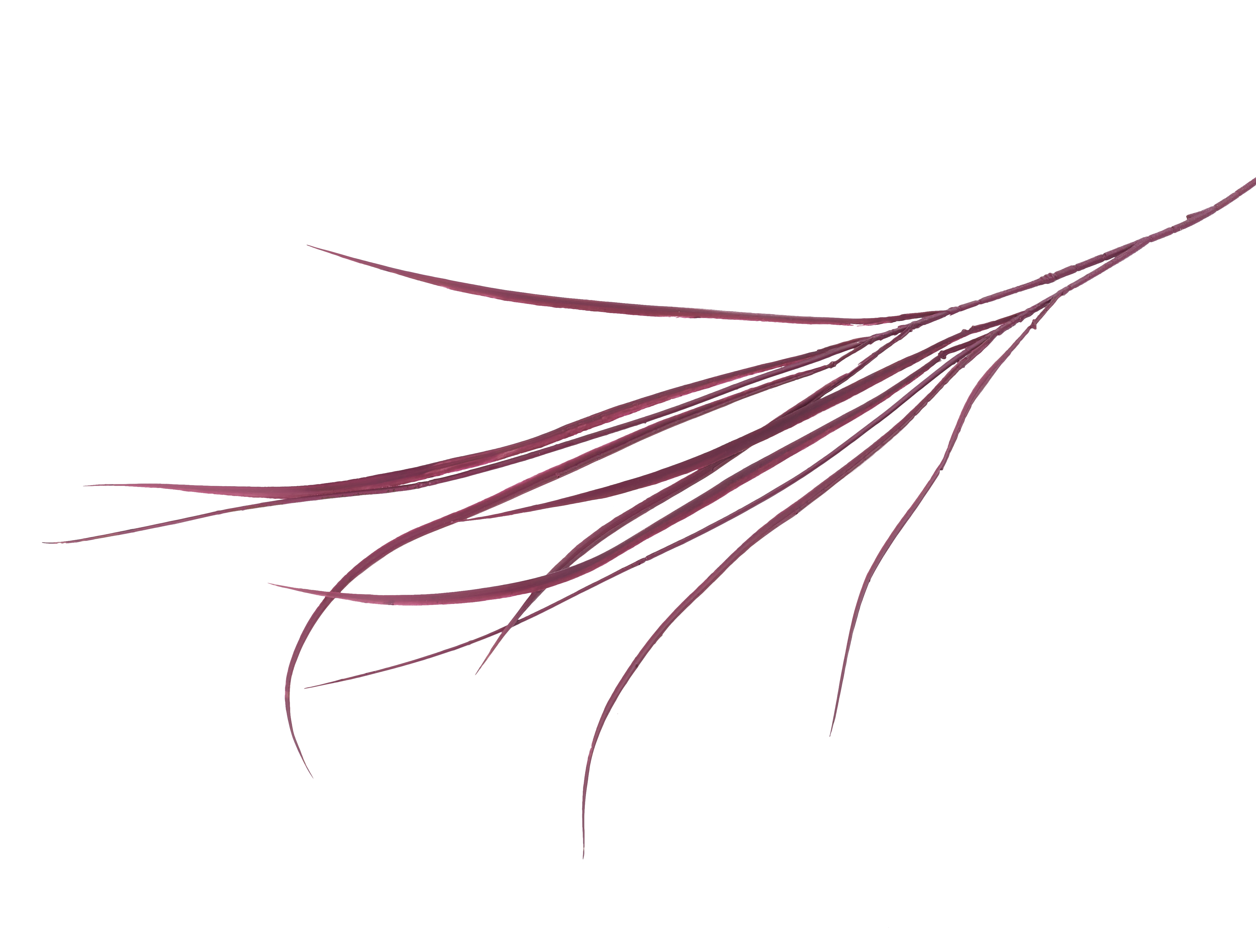 Acorus Grass Crimson Faux Botanical
