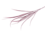 Acorus Grass Crimson Faux Botanical