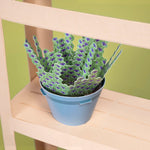 Make Your Own Calming Lavender