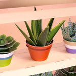Make Your Own Healing Aloe Vera
