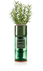 Rosemary Hydro-herb kit
