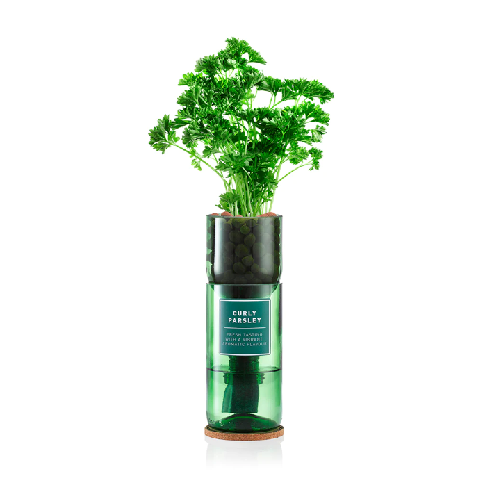 Curly Parsley Hydro-herb kit