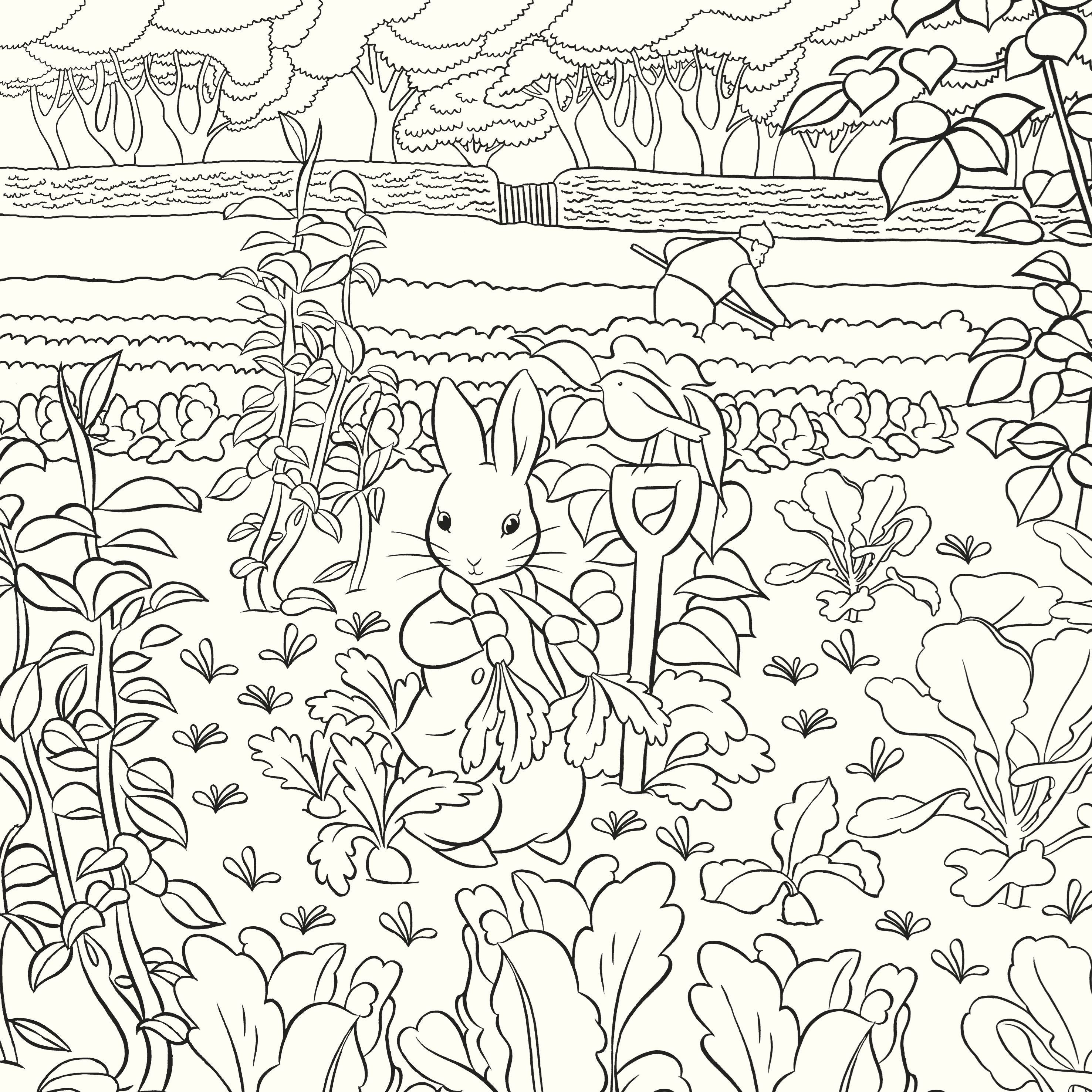 Beatrix Potter Colouring Book