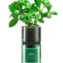 Basil Hydro-herb kit