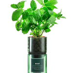 Mint Hydro-herb kit