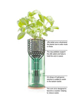 Basil Hydro-herb kit