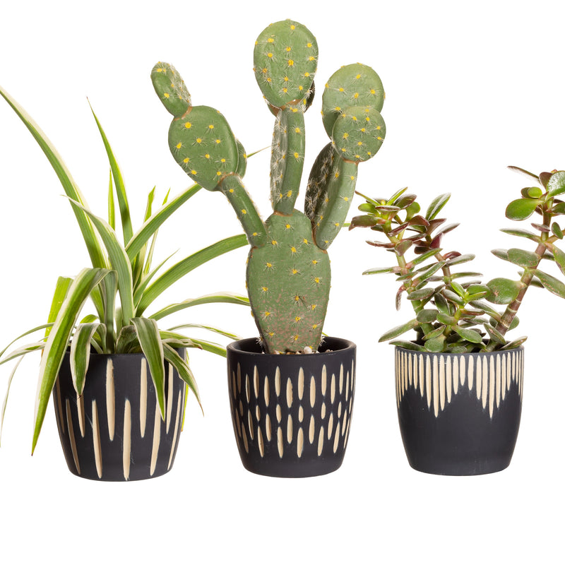 Black Sgrafitto Mini Planters