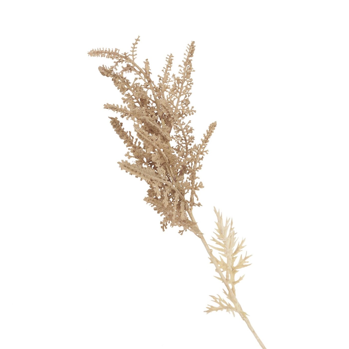 Astilbe Bleached Faux Botanical