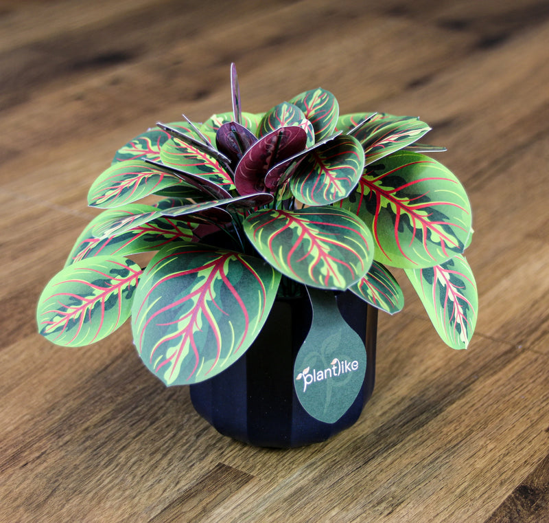 The Prayer Plant - Paper Craft Kit