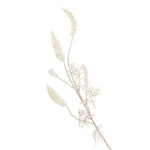 Phalaris Bleached Faux Botanical