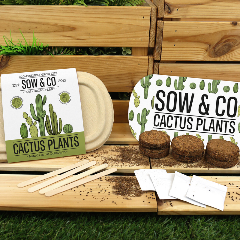 SOW & CO - Cactus Plants