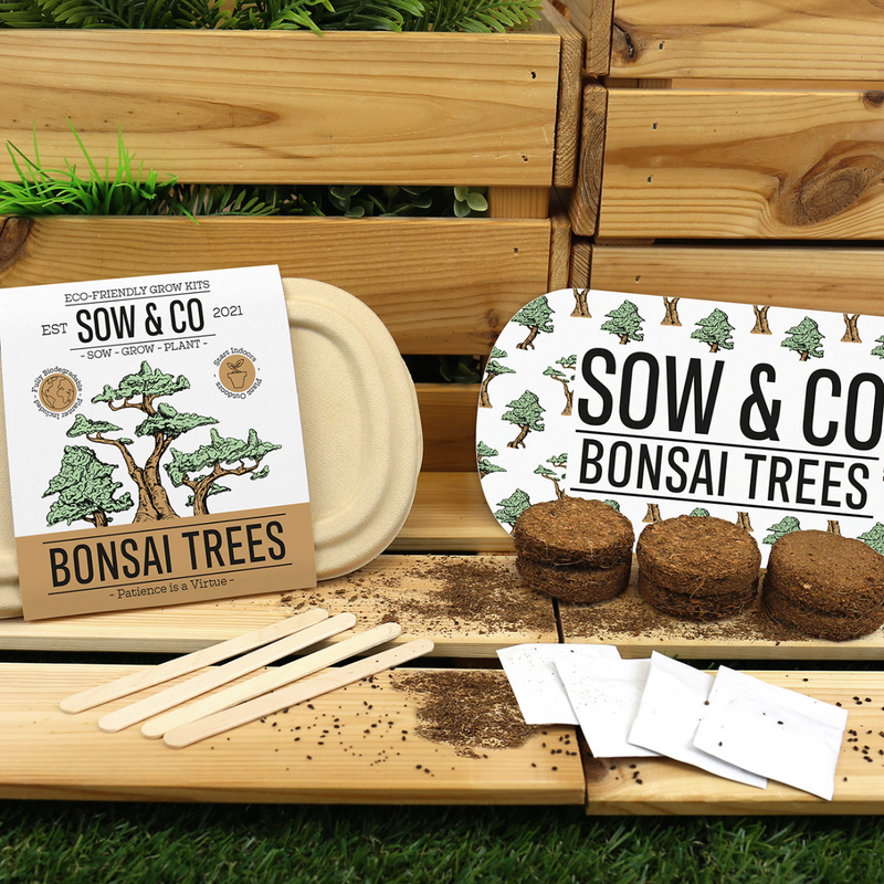 SOW & CO - Bonsai Trees