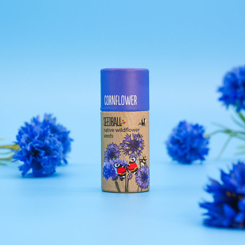 Cornflower- Wildflower Seedball Tube