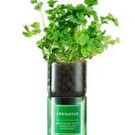 Coriander Hydro-herb kit