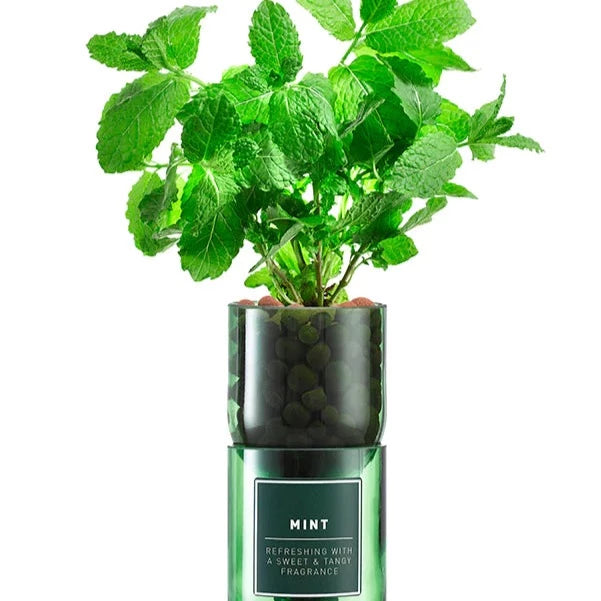 Mint Hydro-herb kit