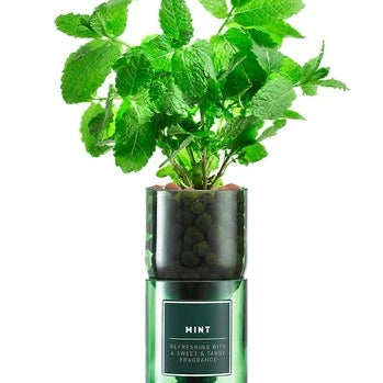 Thyme Hydro-herb kit