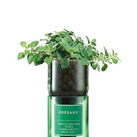 Oregano Hydro-herb kit