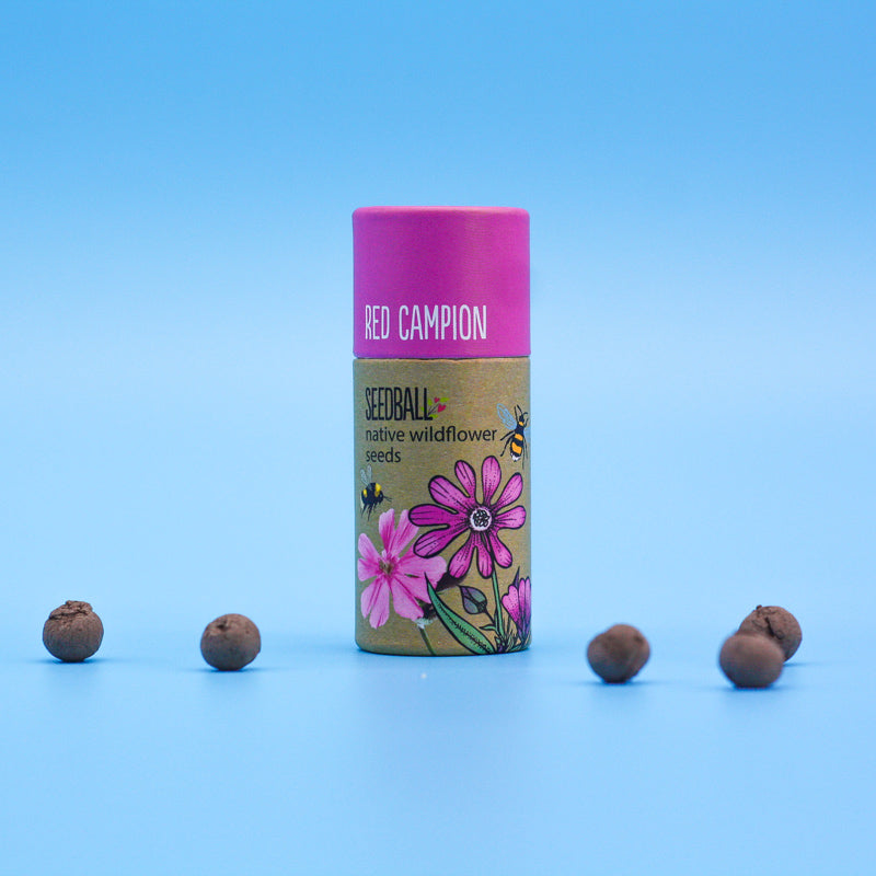 Red Campion- Wildflower Seedball Tube